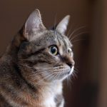 A detailed close-up of a tabby cat capturing its expressive eyes and whiskers.